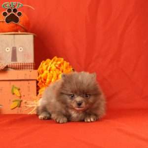 Ishmeal, Pomeranian Puppy